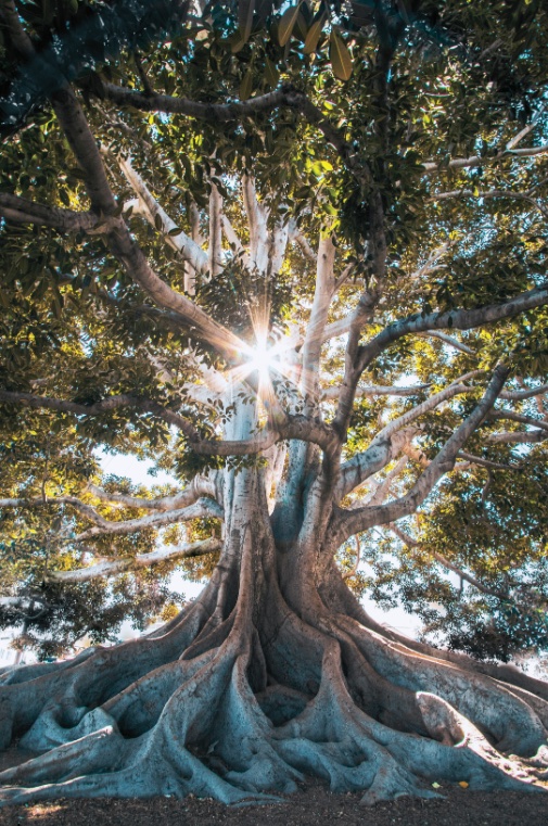 Arbre - ancrage et déploiement