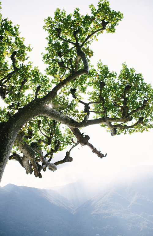 Arbre dans la montagne inspirant la sérénité et la quiétude