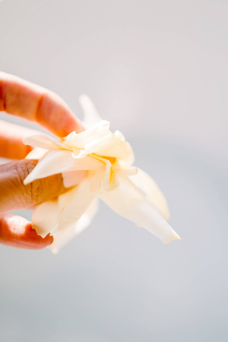 Pétales de fleurs roses pâles dans une main